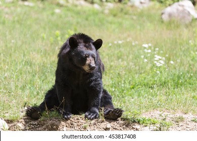 A large black bear in the summer
