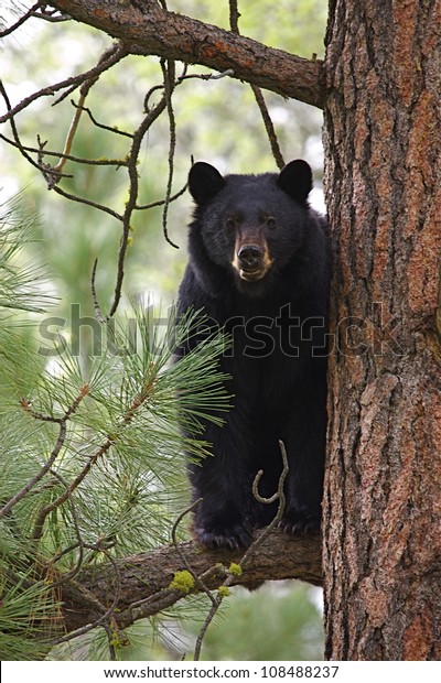 Large Black Bear Treed Large Pine Stock Photo (Edit Now) 108488237