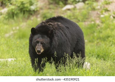 Large black bear in a valley