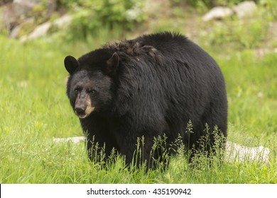 Large black bear in a valley