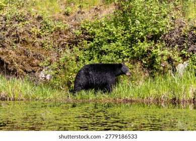 Large black bear walking through grass along the water edge in Minnekhada Regional Park British Columbia Canada