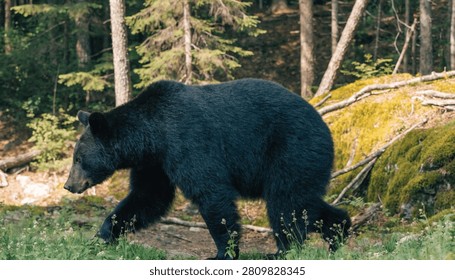 Large black bear walking through the dense forest landscape with thick dark fur and strong muscular limbs captured in a side profile view during the bright sunny day with natural lighting highlighting the texture of the animal coat beautifully today.