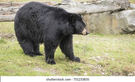 A large black bear in the woods