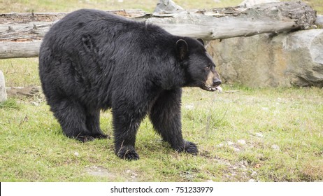 A large black bear in the woods