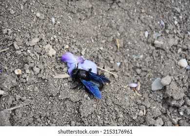 A Large Black Bee Species
