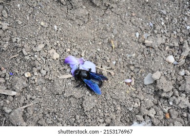 A Large Black Bee Species
