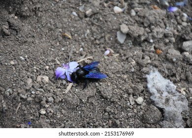 A Large Black Bee Species
