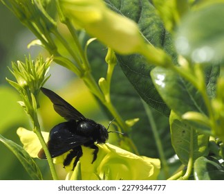 Large Black Bee - Xylocopa tabaniformis, in flight in Mazalan Mexico