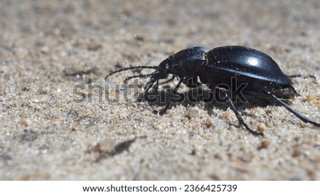 Large Black Beetle Bug Walking on Sand Macro