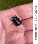 Large black beetle Geotrupidae on man