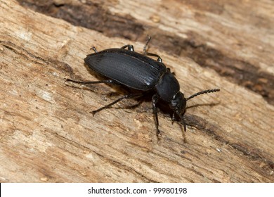 Black Beetles Images Stock Photos Vectors Shutterstock