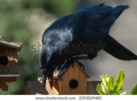 A Large black bird on the deck                               