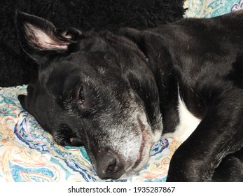 Large Black Boxer Dog Sleeping