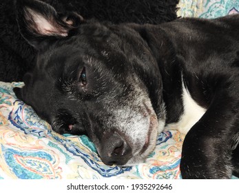 Large Black Boxer Dog Sleeping