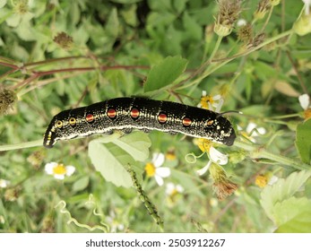 A large black caterpillar with red spots is crawling on a grass stem. - Powered by Shutterstock