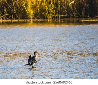 Large black cormorant with wings spread warms up on a lake at sunrise - Powered by Shutterstock