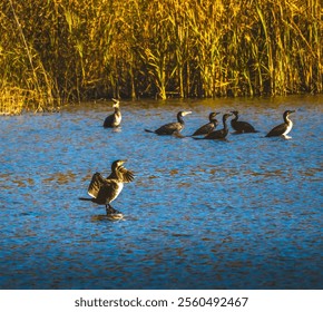 Large black cormorant with wings spread warms up on a lake at sunrise - Powered by Shutterstock