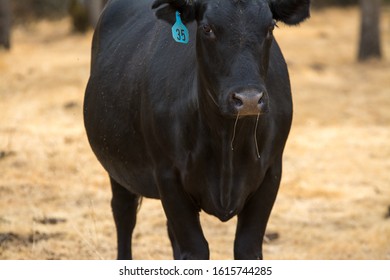 Large Black Cow Drooling Snot From Nose.