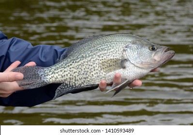 A large black crappie fish being held horizontally in bare hands against a brown water background on a cloudy day