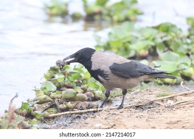 A large black crow eats by the lake