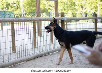 Large Black Dog Looking At The Dog Park From The Outside