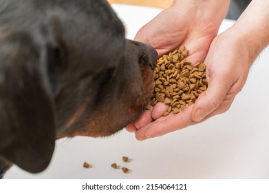 A large black dog sniffs pet food in the open palms of a man's hands. An adult male Rottweiler looks intently at the cat food in the owner's palms. - Shutterstock ID 2154064121