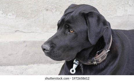 Large Black Dog White Spot On Stock Photo 1972658612 | Shutterstock