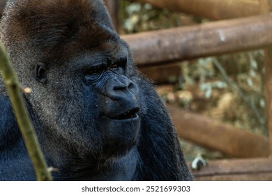 A large black gorilla is sitting on a wooden fence. The gorilla has a big smile on its face - Powered by Shutterstock