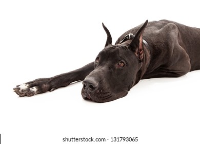 great dane puppy cropped ears