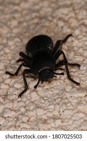 Large Black Ironclad Beetle On Textured Surface, Isolate