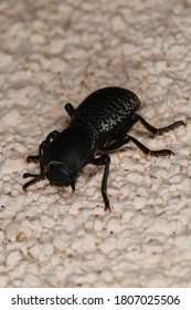 Large Black Ironclad Beetle On Textured Surface, Isolate