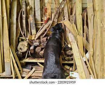 A Large Black Lab Sniffing A Wood Pile For A Rat.