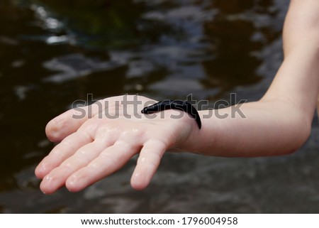 Large black leech on a female hand over dark water background, cropped shot, horizontal view.