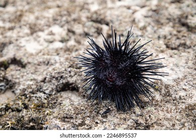 a large black male sea urchin in its natural habitat, in a coral reef in the Indian Ocean, Kenya