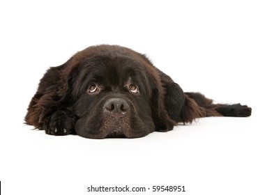 Large Black Newfoundland Dog Laying Down And Looking Up And Isolated On White