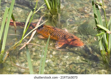 Large Black And Orange Koi Fish Swimming Underwater On The Rocky Bottom Between The Green Leaves Of The Reeds.