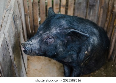 Large Black Pig In An Enclosure