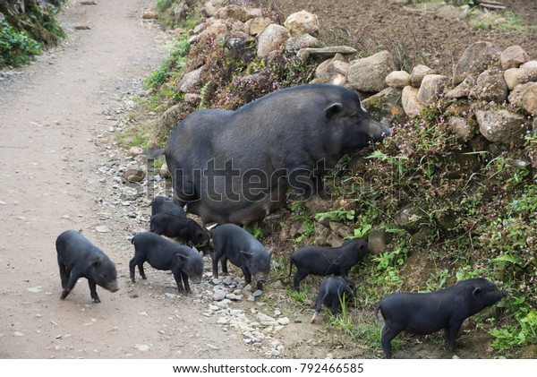 Large black\
pig and young black pigs on the way\
