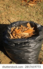 Large black plastic garbage bag filled with collected dry autumn leaves during a seasonal yard cleanup