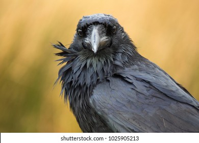 A Large Black Raven Looks At The Camera In Dartmoor, UK