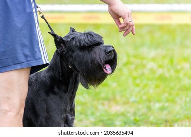 A Large Black Shaggy Dog Breed Giant Schnauzer Looks At The Hand Of The Owner