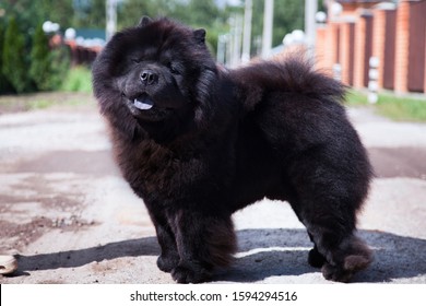 A large black shaggy dog of the Chow Chow breed, with open mouth and sticking out blue tongue, stands on the track - Shutterstock ID 1594294516
