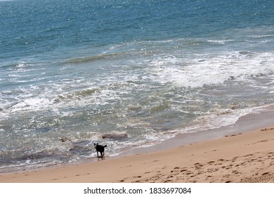 A  Large Black Smooth Coated Friendly  Pet Dog Is Playing Near The Ocean Frolicking In The Waves As They Lap Onto The Sandy Beach On A Fine Spring Afternoon .