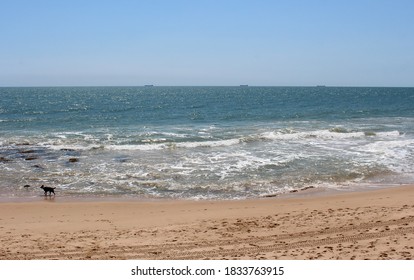 A  Large Black Smooth Coated Friendly  Pet Dog Is Playing Near The Ocean Frolicking In The Waves As They Lap Onto The Sandy Beach On A Fine Spring Afternoon .