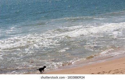 A  Large Black Smooth Coated Friendly  Pet Dog Is Playing Near The Ocean Frolicking In The Waves As They Lap Onto The Sandy Beach On A Fine Spring Afternoon .