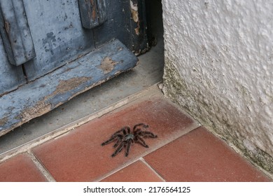 A Large Black Spider Crawls Through A Door