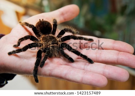 A large black spider on the palm of a man's hand. A man holding a spider tarantula.