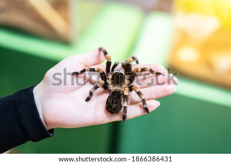 A large black spider on the palm of a man's hand. A man holding a spider tarantula.