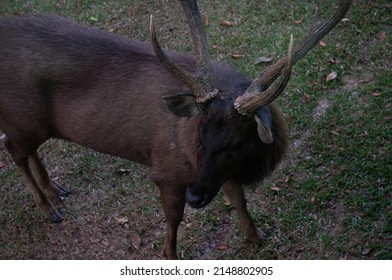 A large black stag is looking for something. Taken from above.