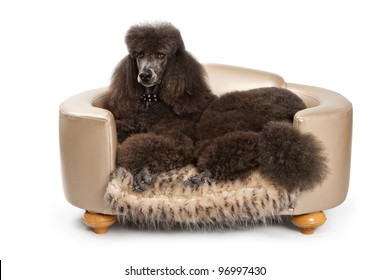 A Large Black Standard Poodle Dog Laying Down On Beautiful Designer Bed.